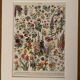 Lithograph on flowers from 1928, annuals and biennials plants