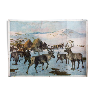 Poster "Reindeer" Grid Educational A. Wagner 1923