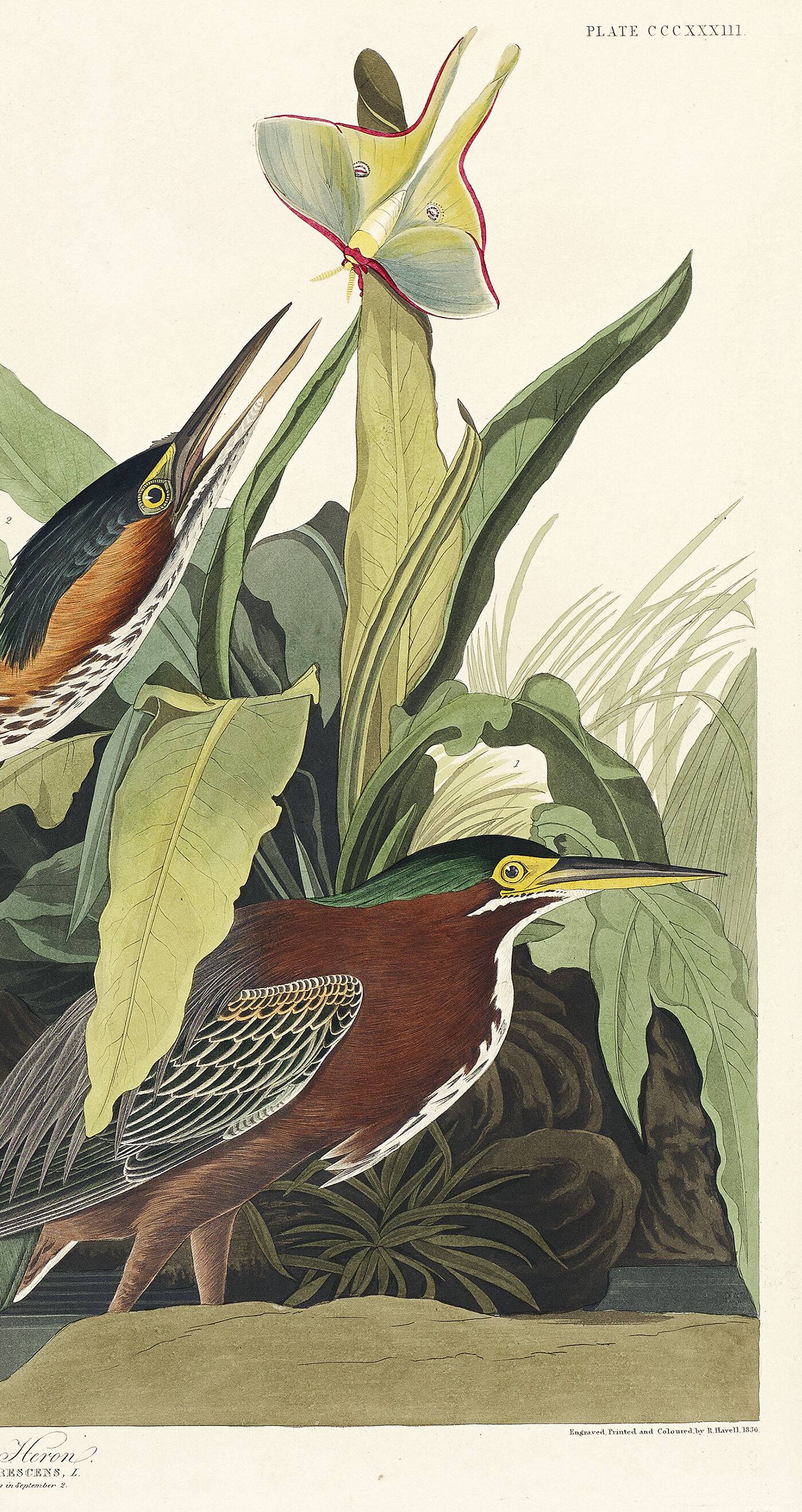 Poster about the Green Heron, based on an old engraving from 1827.