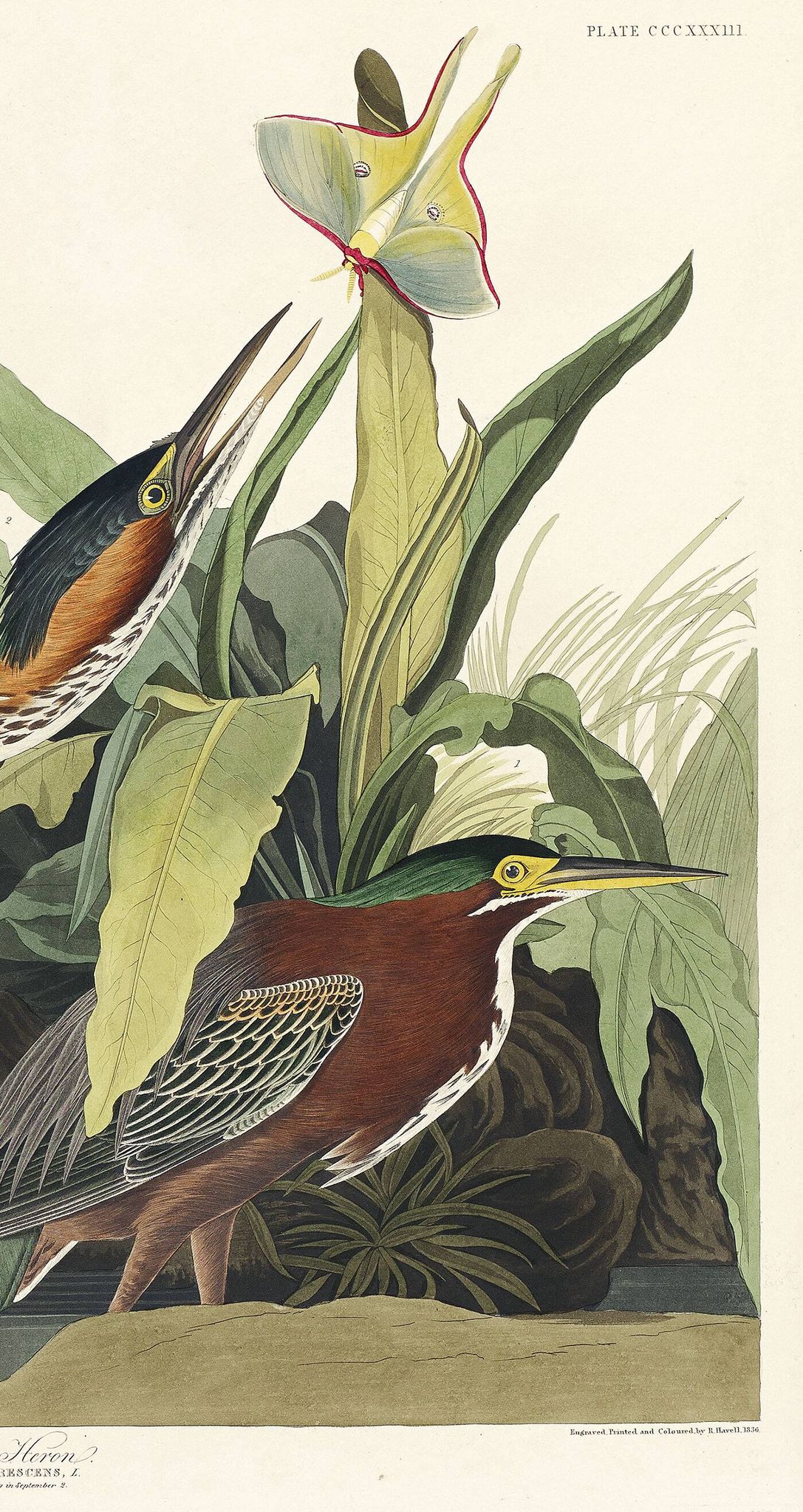 Poster about the Green Heron, based on an old engraving from 1827.