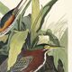 Poster about the Green Heron, based on an old engraving from 1827.