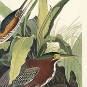 Poster about the Green Heron, based on an old engraving from 1827.