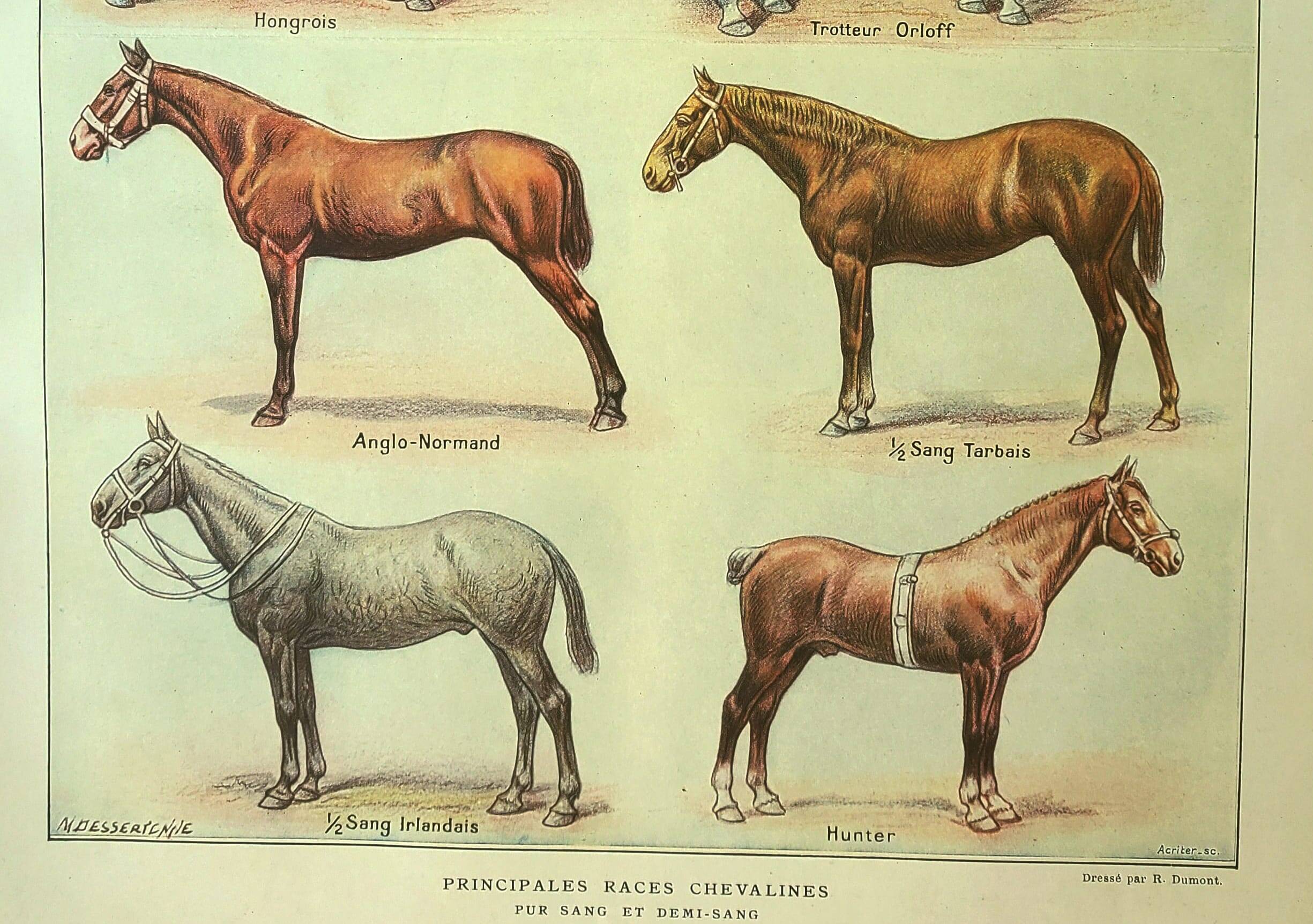 Antique engraving 1921 - Horse Breed (1) by Dessertenne. Plate of a horse