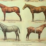 Antique engraving 1921 - Horse Breed (1) by Dessertenne. Plate of a horse