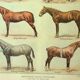 Gravure ancienne 1921 -Race de Chevaux (1)  par Dessertenne. planche cheval