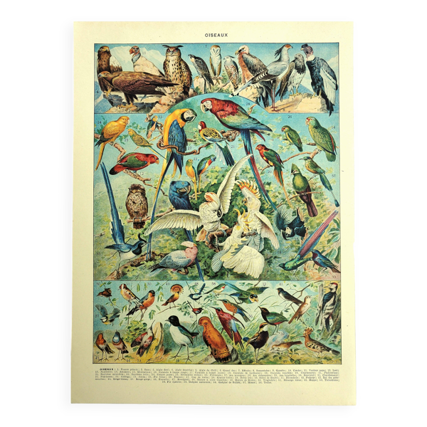 Lithographie ancienne 1928 A. Millot - Oiseaux 1, ornithologie, volatiles — Beyit