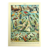 Lithographie ancienne 1928 A. Millot - Oiseaux 1, ornithologie, volatiles