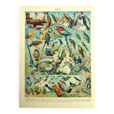 Old lithograph 1928 A. Millot - Birds 1, ornithology, birds