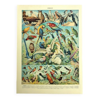 Old lithograph 1928 A. Millot - Birds 1, ornithology, birds
