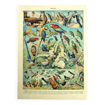 Lithographie ancienne 1928 A. Millot - Oiseaux 1, ornithologie, volatiles