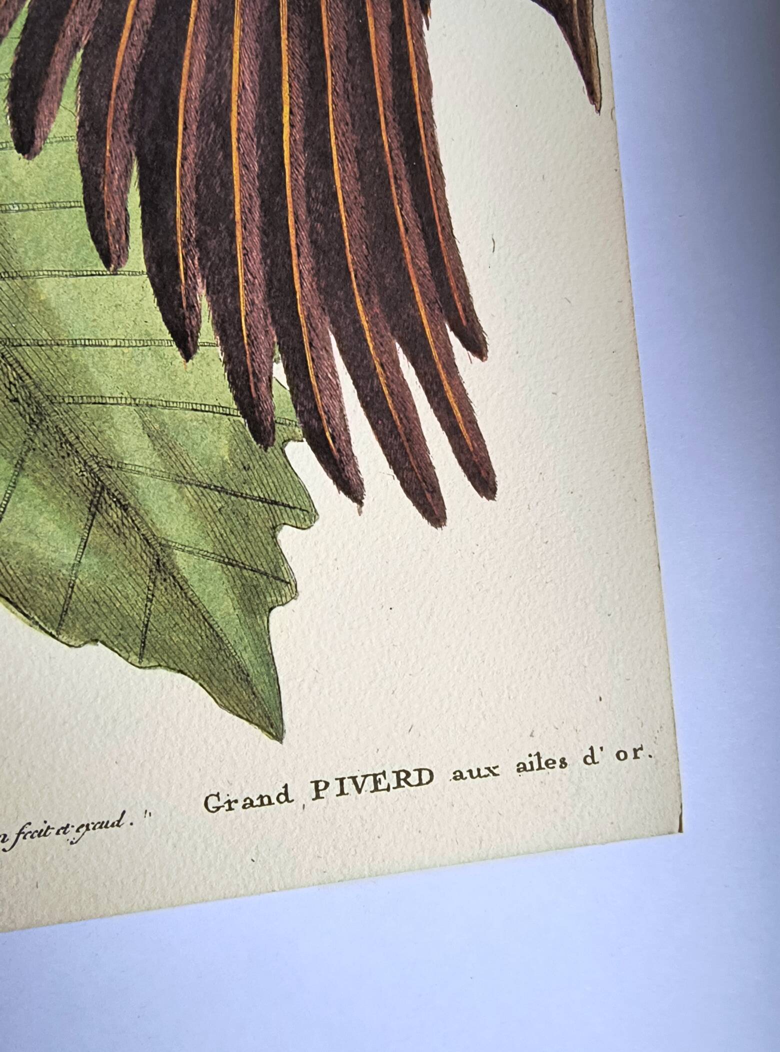 Antique bird engraving - Great Woodpecker - Zoological plate by Seligmann