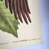 Antique bird engraving - Great Woodpecker - Zoological plate by Seligmann