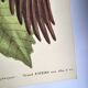 Antique bird engraving - Great Woodpecker - Zoological plate by Seligmann