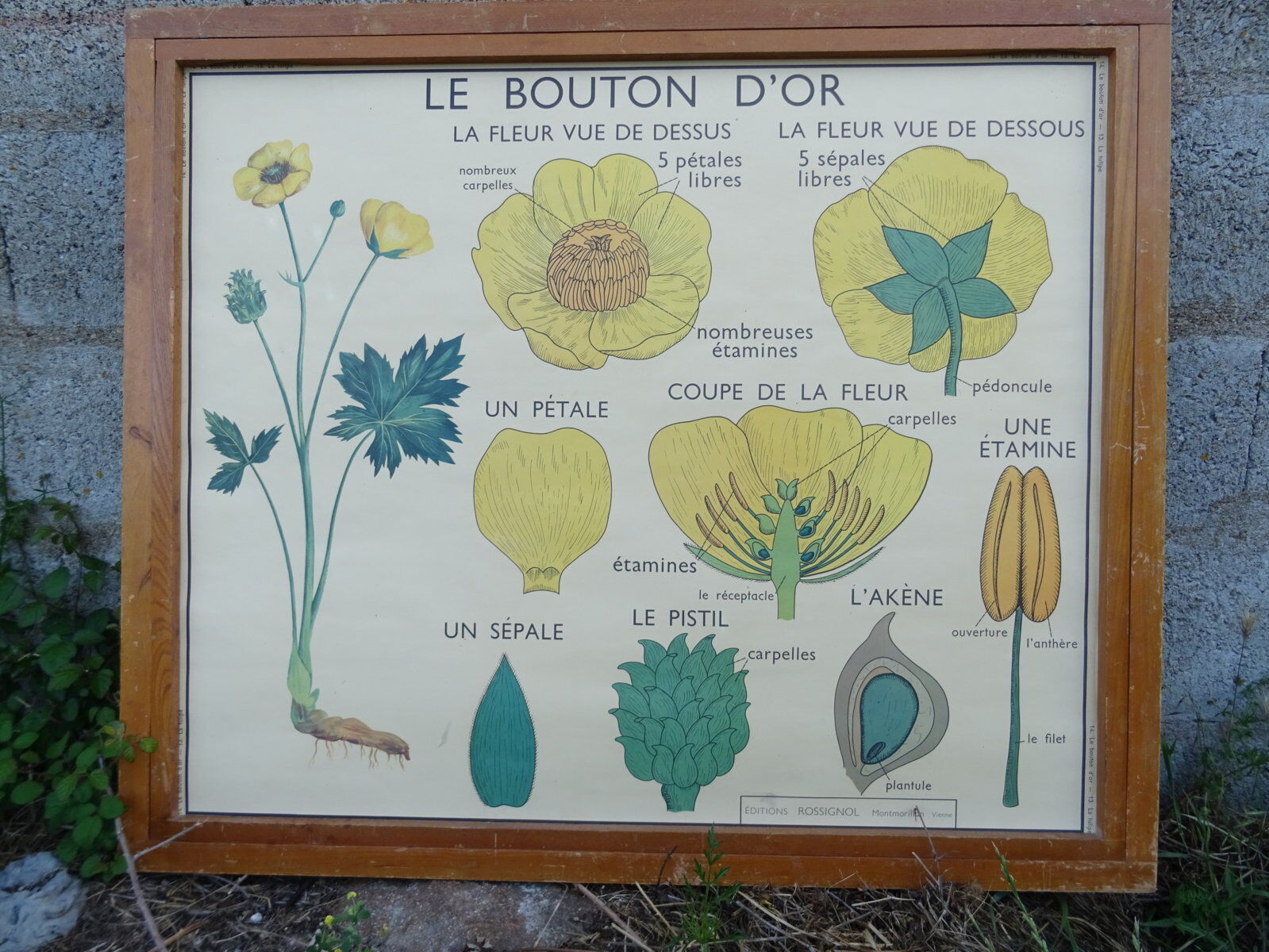 Set of 10 Rossignol posters on plants with frame