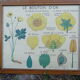 Set of 10 Rossignol posters on plants with frame