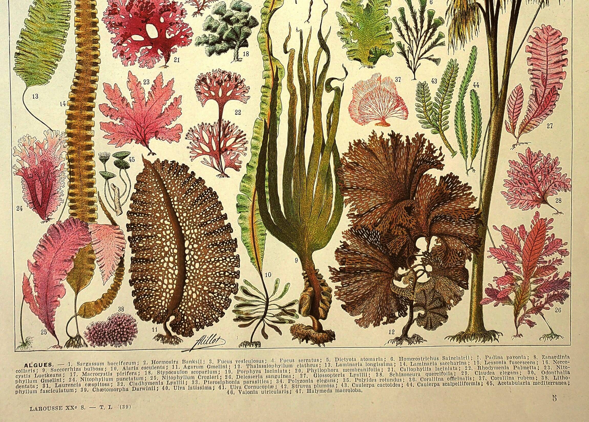Botanical engraving 1928 A. Millot - Algae, marine plant, flora