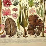Botanical engraving 1928 A. Millot - Algae, marine plant, flora