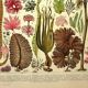 Gravure botanique 1928 A. Millot - Algues, plante marine, flore