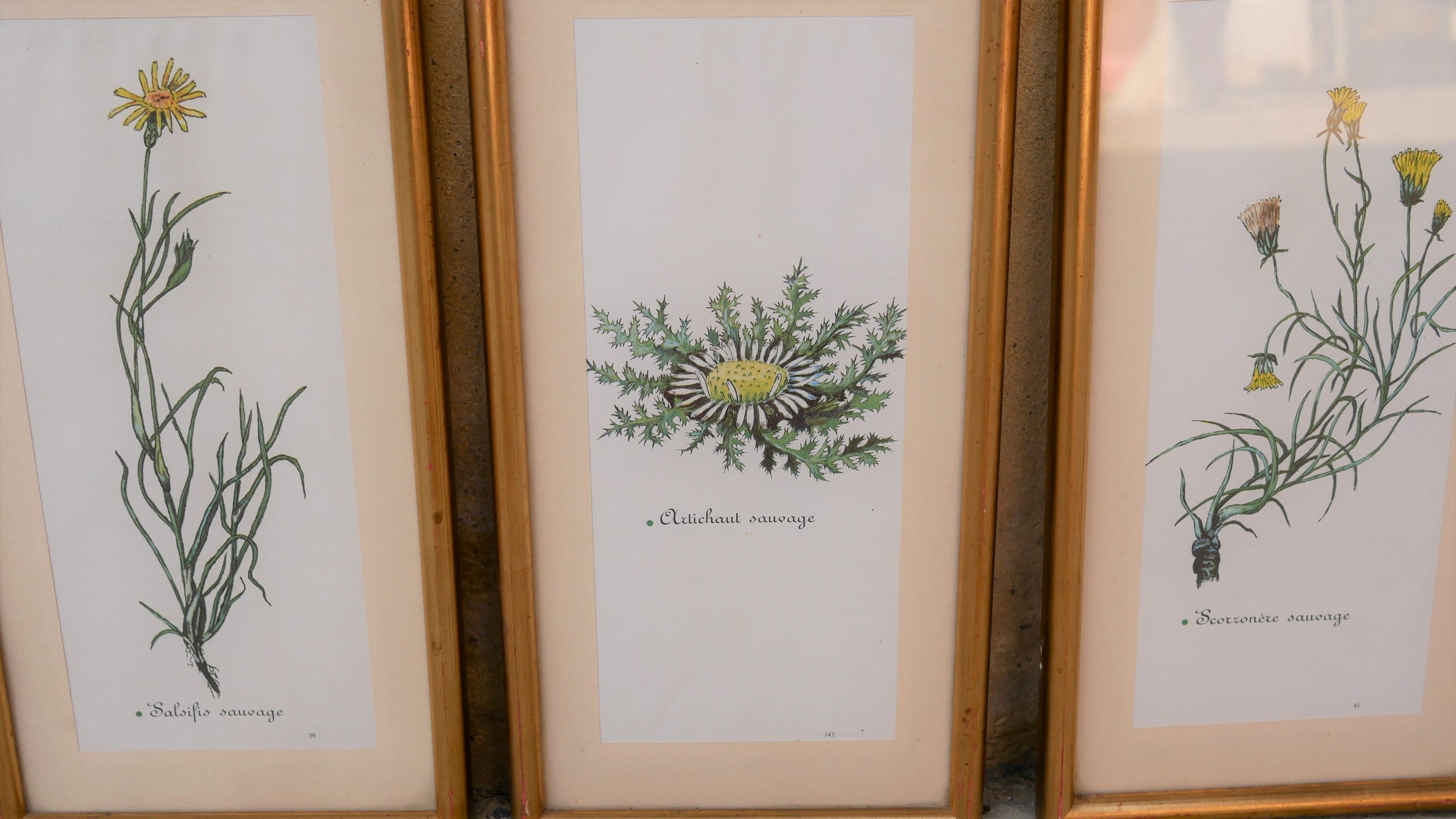 Series of 5 vintage botanical boards