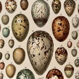 Lithograph engraving on eggs from 1928