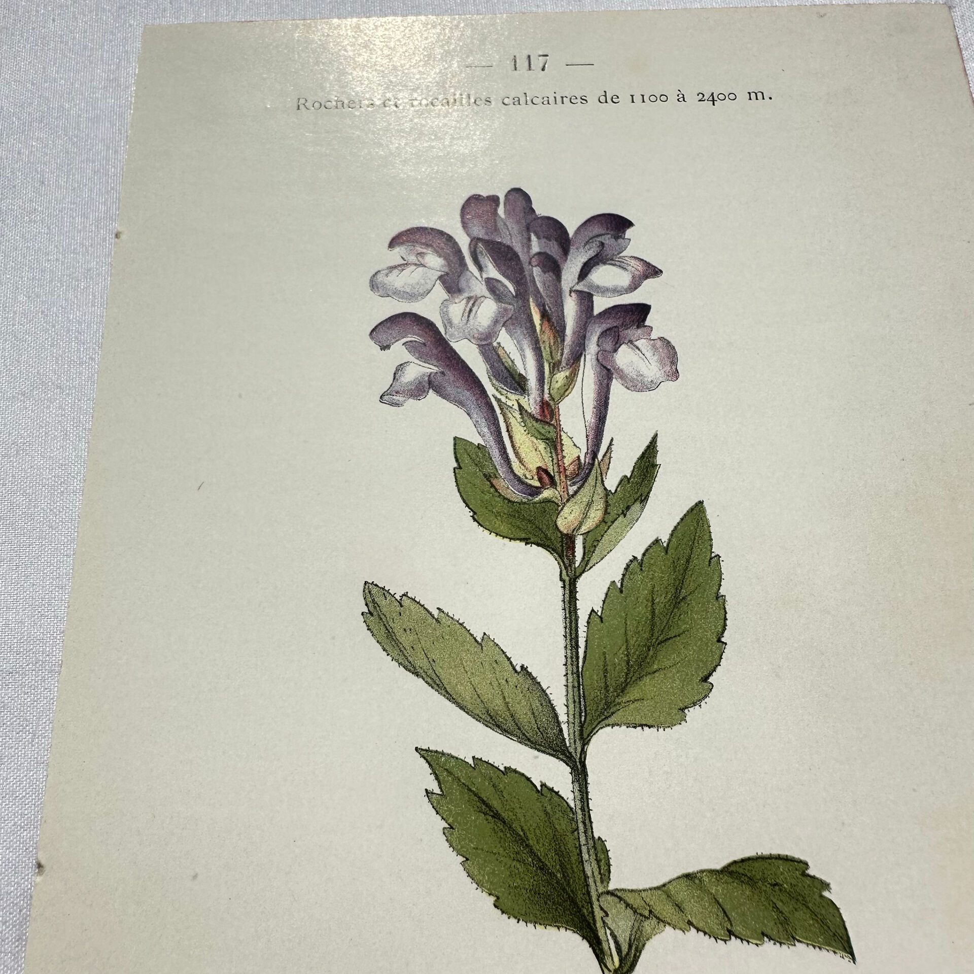 Old botanical engraving from the 19th century – Coloured plant illustration