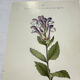 Old botanical engraving from the 19th century – Coloured plant illustration
