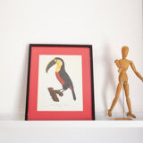 Engraving The great Toucan of Brazil number 7 Jacques Barraband