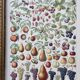 Old illustration Millot "Fruits"
