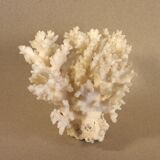 White coral 15 x 12 cm