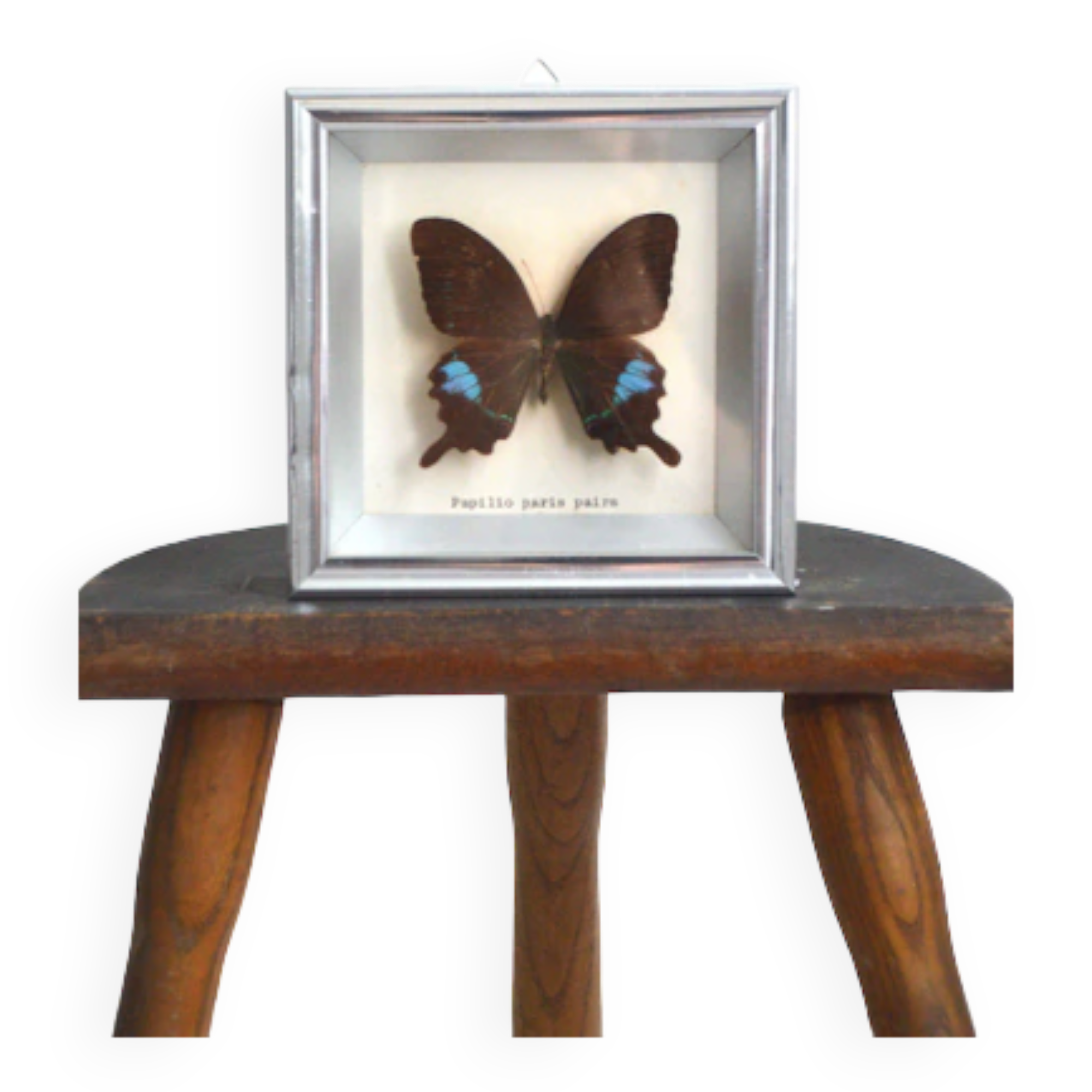 Papilio Paris Pairs butterfly frame