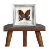 Papilio Paris Pairs butterfly frame