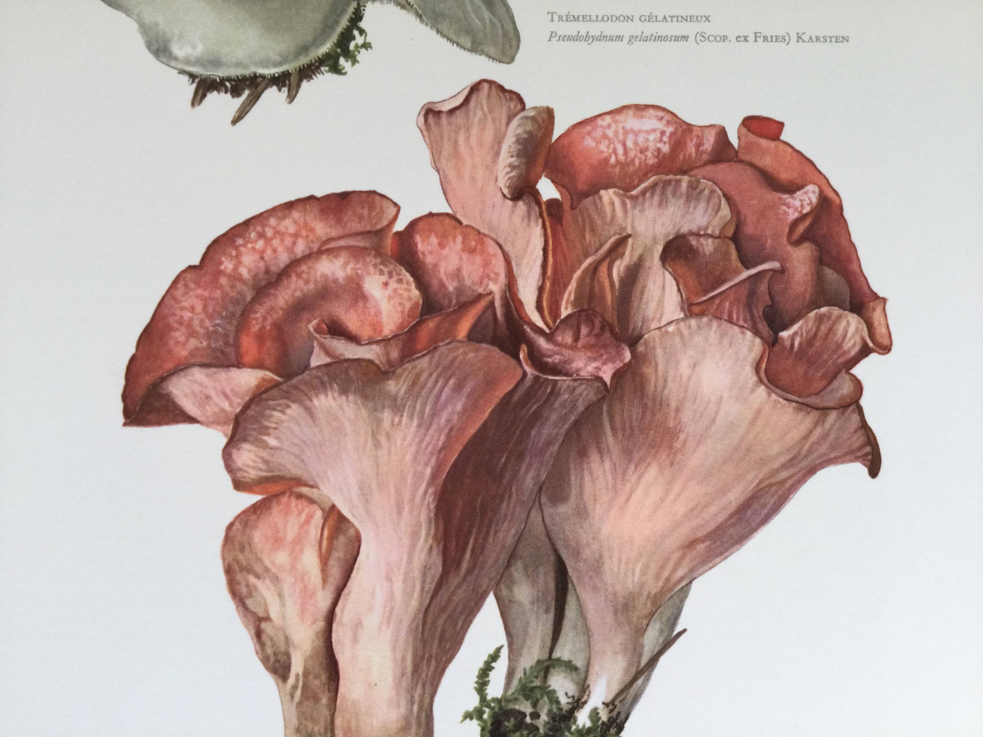 Botanical illustration "mushrooms", 1960s
