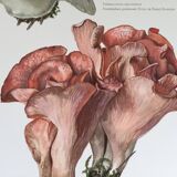 Illustration botanique "champignons", années 60