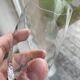 4 champagne flutes, Italian glassware, 1960s, green twisted stem