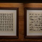 Original lithograph on mushrooms