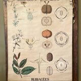 Botanical educational poster "Rubiaceae", Emile Deyrolle, 19th century, 1890s