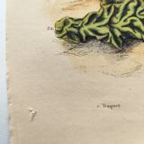 Gravure ancienne de 1838 -Oiseau Traquet - Planche coloriée à la main zoologique et botanique