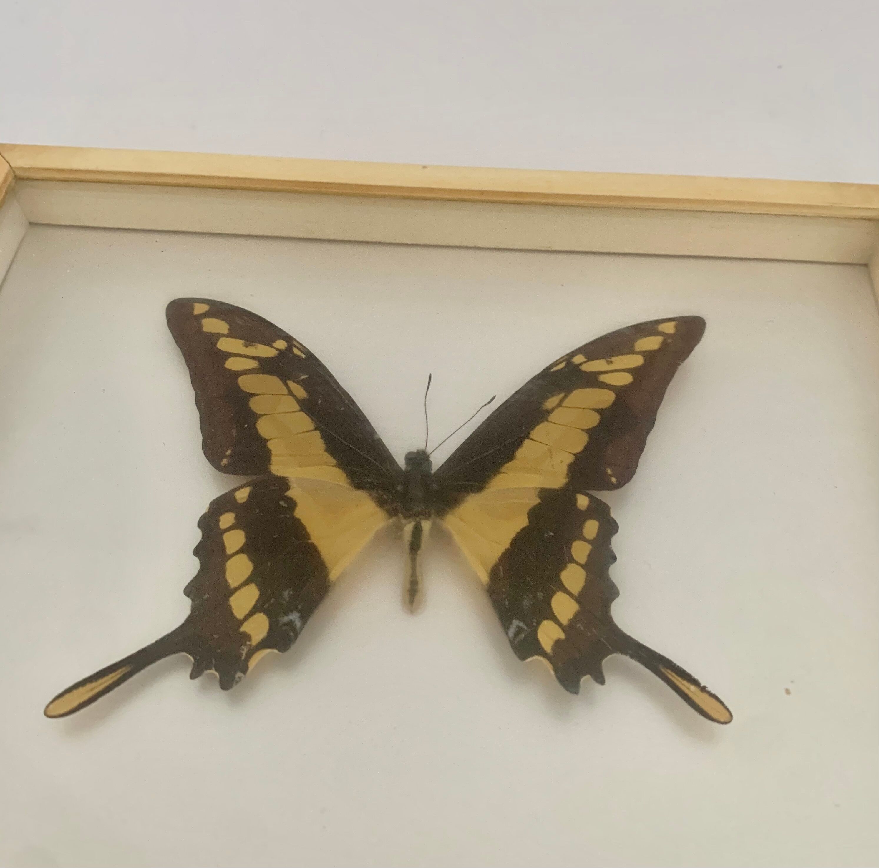 Butterfly wall frame