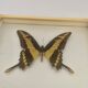 Cadre mural papillon