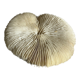 White fungia coral