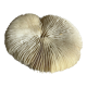 White fungia coral