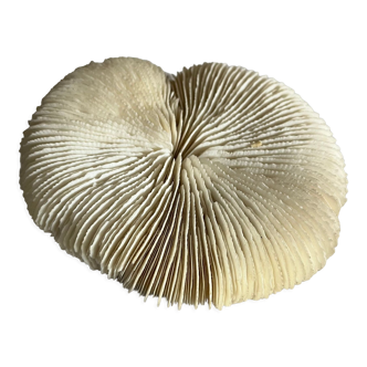 White fungia coral