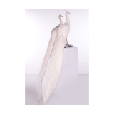 Ornate mounted white peacock