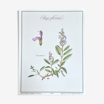 Botanical board sage