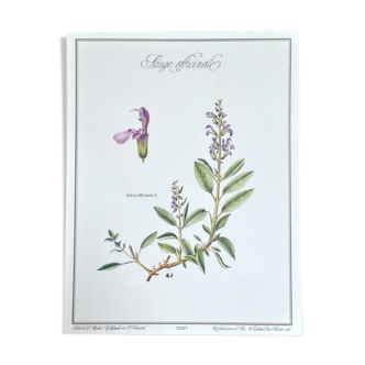 Botanical board sage