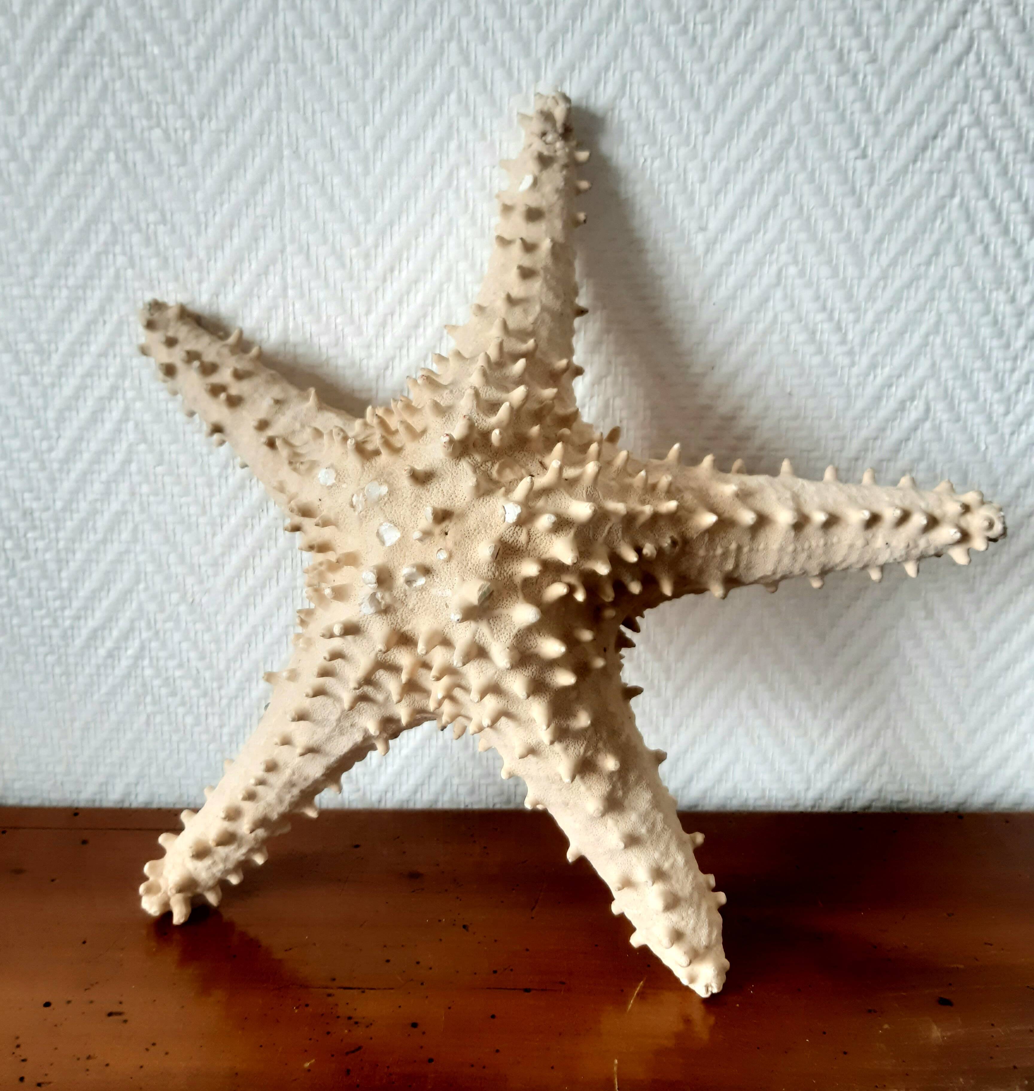 Starfish cabinet of curiosities 33 cm