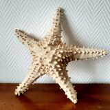 Starfish cabinet of curiosities 33 cm