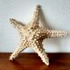 Starfish cabinet of curiosities 33 cm