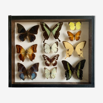 Boîte d’entomologie à cadre papillon