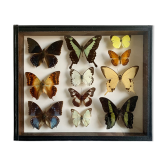 Boîte d’entomologie à cadre papillon